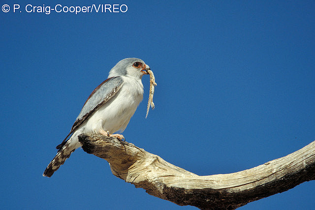 Pygmy Falcon c33-1-042.jpg